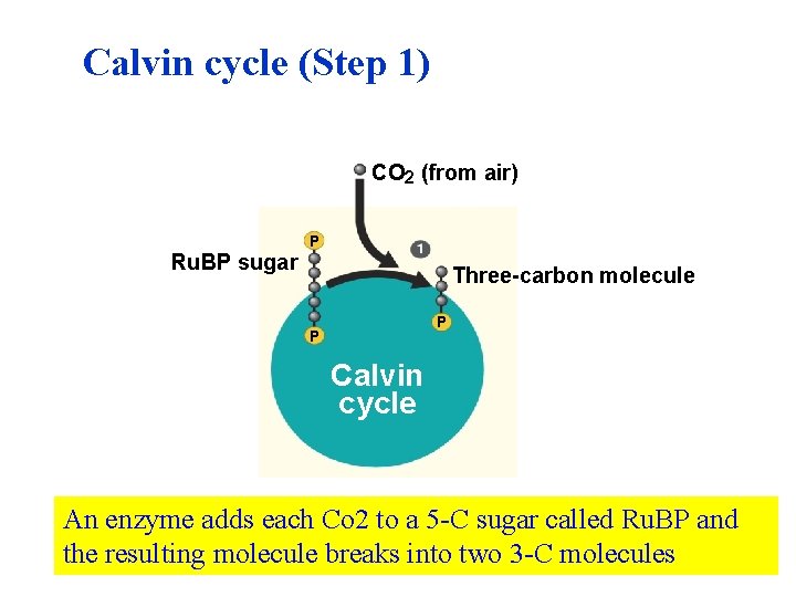 Calvin cycle (Step 1) CO 2 (from air) Ru. BP sugar P Three-carbon molecule