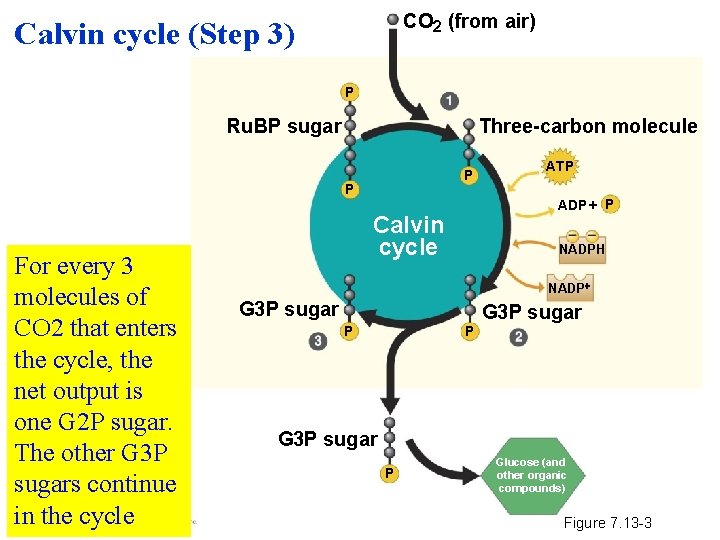 CO 2 (from air) Calvin cycle (Step 3) P Three-carbon molecule Ru. BP sugar