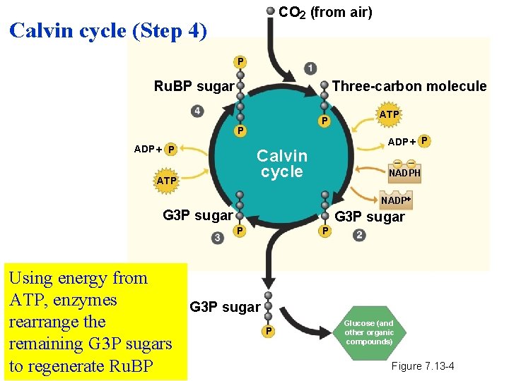 CO 2 (from air) Calvin cycle (Step 4) P Three-carbon molecule Ru. BP sugar