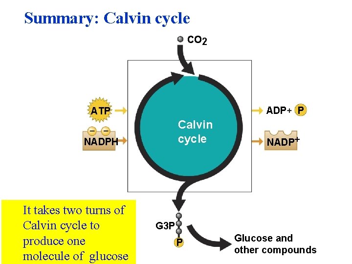 Summary: Calvin cycle CO 2 ADP ATP Calvin cycle NADPH It takes two turns