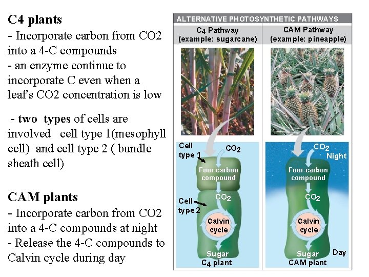 C 4 plants - Incorporate carbon from CO 2 ALTERNATIVE PHOTOSYNTHETIC PATHWAYS C 4