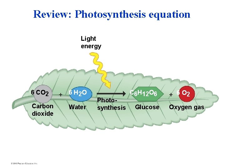 Review: Photosynthesis equation Light energy 6 CO 2 6 H 2 O Carbon dioxide