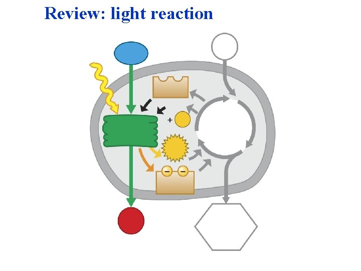 Review: light reaction 