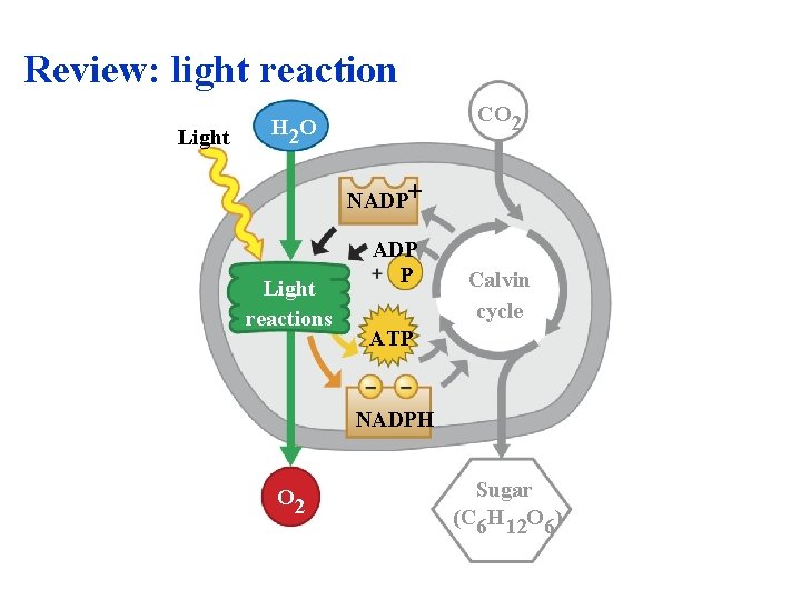 Review: light reaction Light CO 2 H 2 O NADP Light reactions ADP P