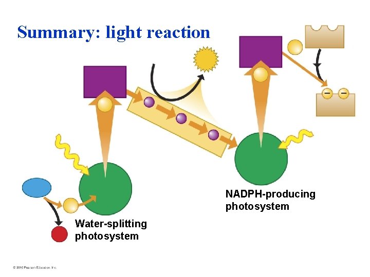 Summary: light reaction NADPH-producing photosystem Water-splitting photosystem 