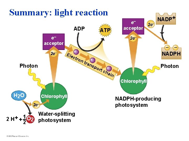 Summary: light reaction e– ADP acceptor ATP e– acceptor 2 e – NADP+ 2