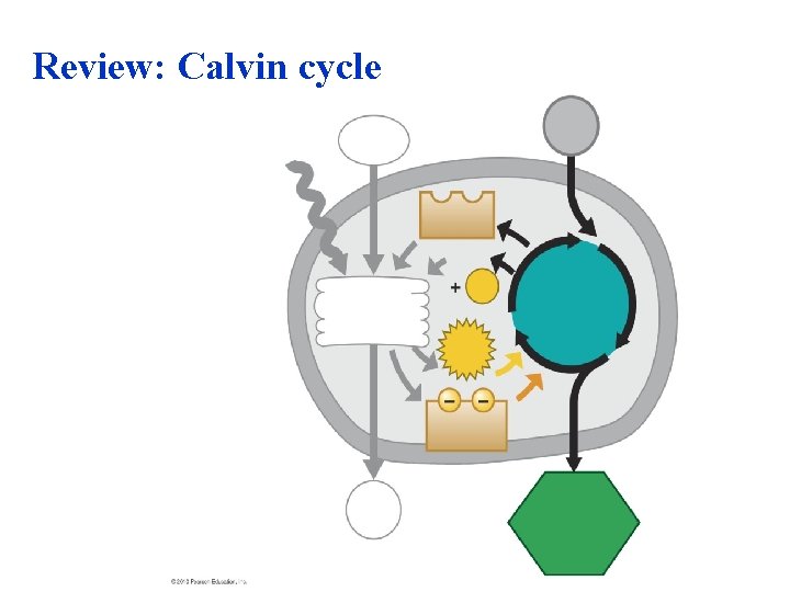 Review: Calvin cycle 
