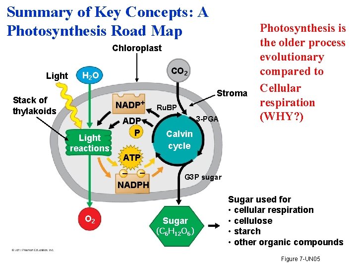 Summary of Key Concepts: A Photosynthesis Road Map Chloroplast Light CO 2 H 2
