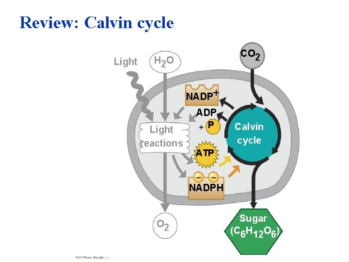 Review: Calvin cycle Light CO 2 H 2 O NADP Light reactions P Calvin