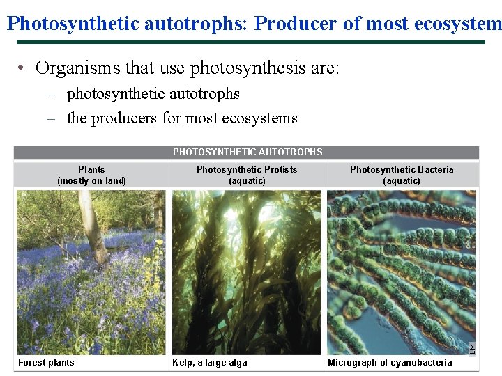 Photosynthetic autotrophs: Producer of most ecosystem • Organisms that use photosynthesis are: – photosynthetic
