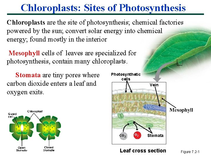 Chloroplasts: Sites of Photosynthesis Chloroplasts are the site of photosynthesis; chemical factories powered by