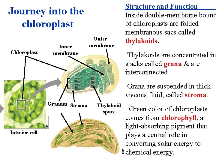 Structure and Function Inside double-membrane bound of chloroplasts are folded membranous sacs called thylakoids.