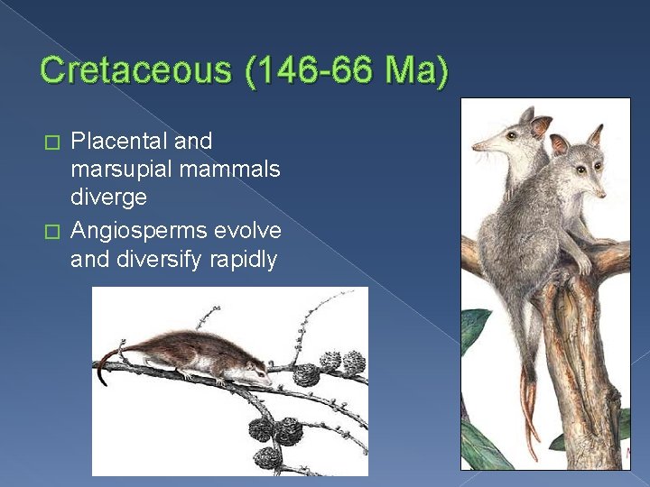 Cretaceous (146 -66 Ma) Placental and marsupial mammals diverge � Angiosperms evolve and diversify