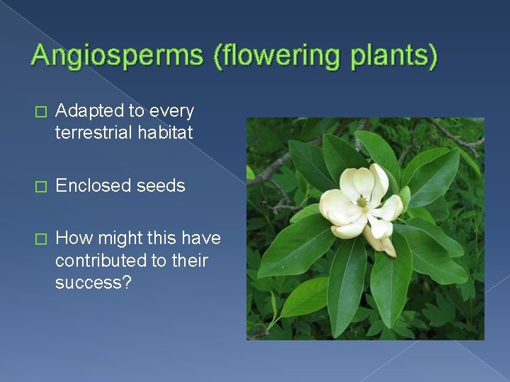 Angiosperms (flowering plants) � Adapted to every terrestrial habitat � Enclosed seeds � How
