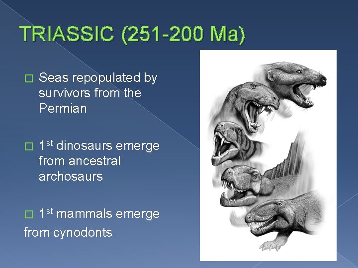 TRIASSIC (251 -200 Ma) � Seas repopulated by survivors from the Permian � 1