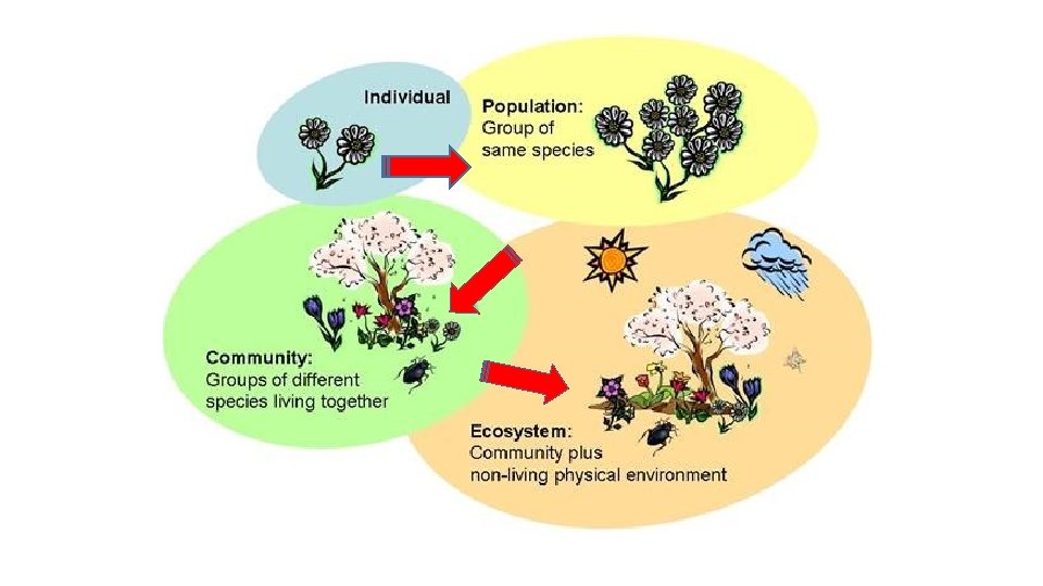 Biology EOC REVIEW Scientific Method Variables Independent variable