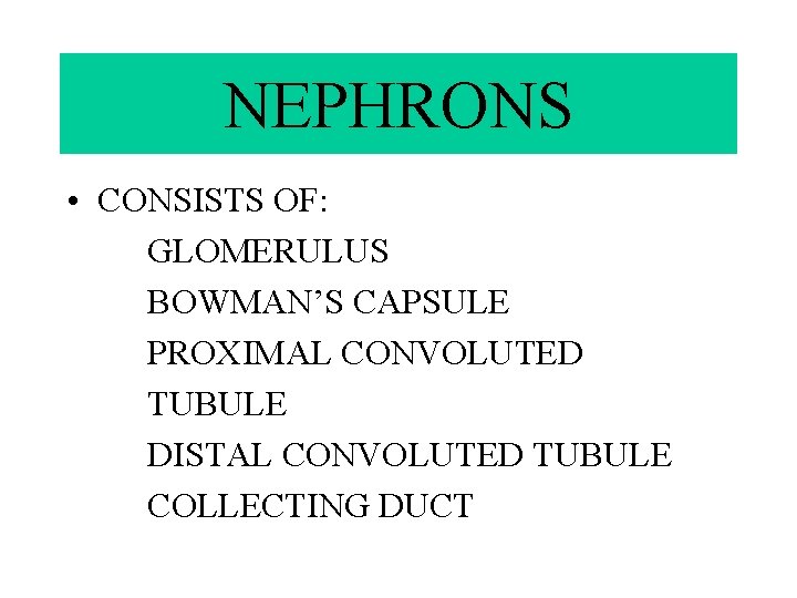 NEPHRONS • CONSISTS OF: GLOMERULUS BOWMAN’S CAPSULE PROXIMAL CONVOLUTED TUBULE DISTAL CONVOLUTED TUBULE COLLECTING