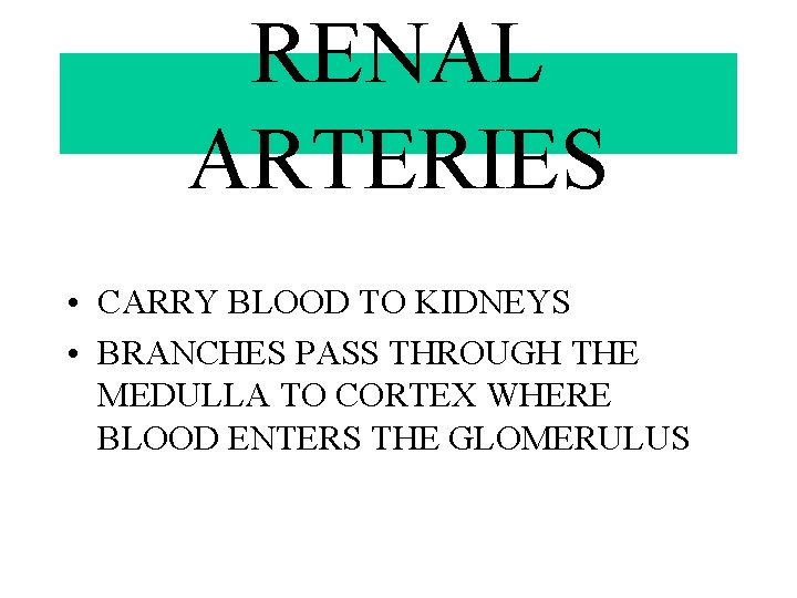 RENAL ARTERIES • CARRY BLOOD TO KIDNEYS • BRANCHES PASS THROUGH THE MEDULLA TO