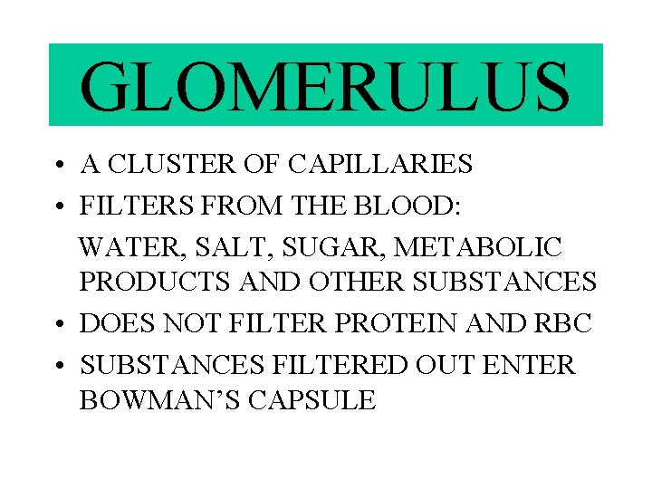 GLOMERULUS • A CLUSTER OF CAPILLARIES • FILTERS FROM THE BLOOD: WATER, SALT, SUGAR,