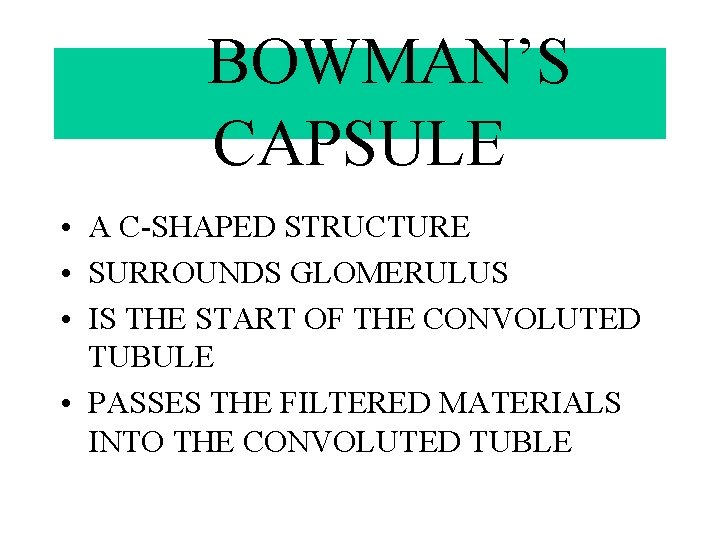 BOWMAN’S CAPSULE • A C-SHAPED STRUCTURE • SURROUNDS GLOMERULUS • IS THE START OF