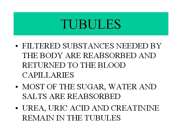 TUBULES • FILTERED SUBSTANCES NEEDED BY THE BODY ARE REABSORBED AND RETURNED TO THE