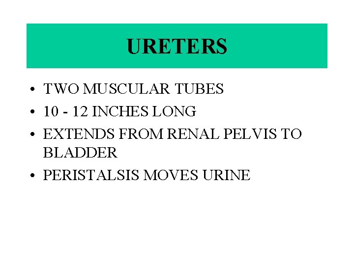 URETERS • TWO MUSCULAR TUBES • 10 - 12 INCHES LONG • EXTENDS FROM