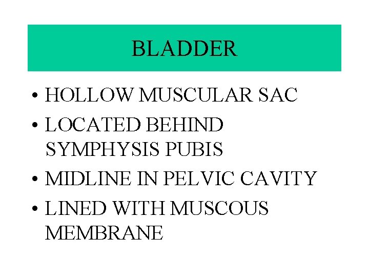 BLADDER • HOLLOW MUSCULAR SAC • LOCATED BEHIND SYMPHYSIS PUBIS • MIDLINE IN PELVIC