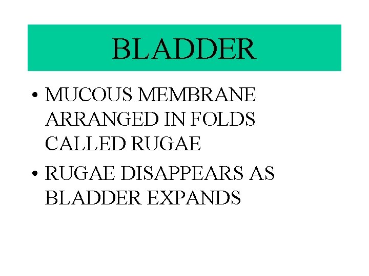 BLADDER • MUCOUS MEMBRANE ARRANGED IN FOLDS CALLED RUGAE • RUGAE DISAPPEARS AS BLADDER