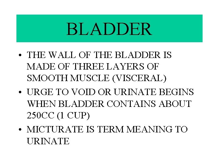 BLADDER • THE WALL OF THE BLADDER IS MADE OF THREE LAYERS OF SMOOTH