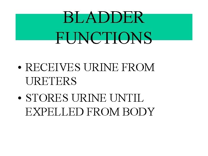 BLADDER FUNCTIONS • RECEIVES URINE FROM URETERS • STORES URINE UNTIL EXPELLED FROM BODY