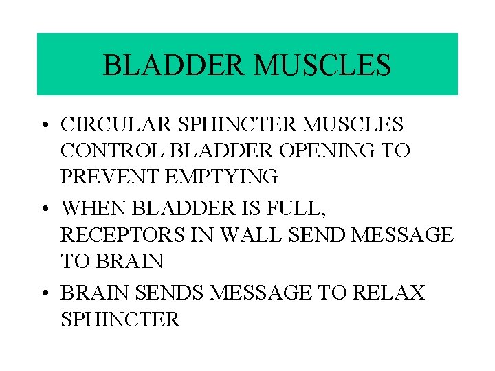BLADDER MUSCLES • CIRCULAR SPHINCTER MUSCLES CONTROL BLADDER OPENING TO PREVENT EMPTYING • WHEN