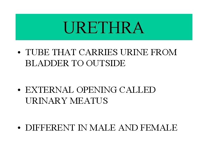 URETHRA • TUBE THAT CARRIES URINE FROM BLADDER TO OUTSIDE • EXTERNAL OPENING CALLED