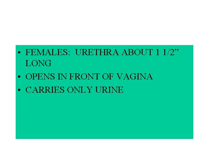  • FEMALES: URETHRA ABOUT 1 1/2” LONG • OPENS IN FRONT OF VAGINA