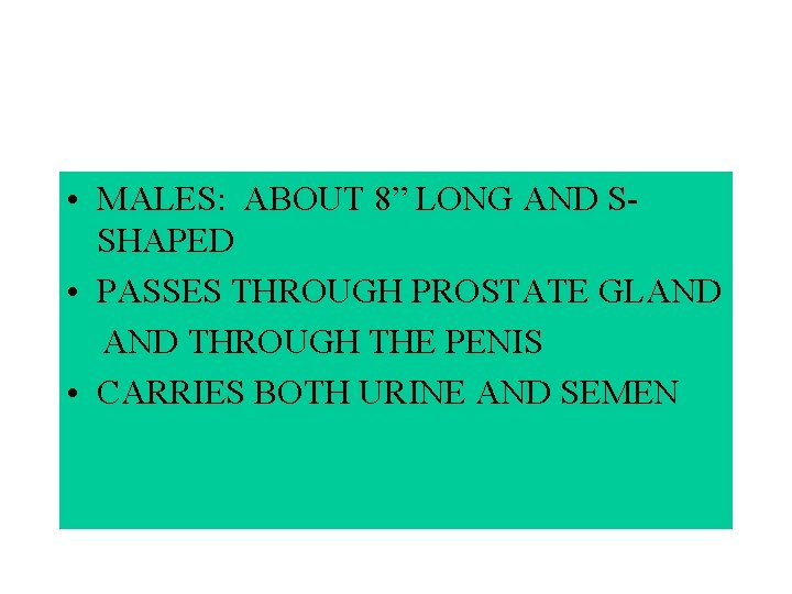  • MALES: ABOUT 8” LONG AND SSHAPED • PASSES THROUGH PROSTATE GLAND THROUGH