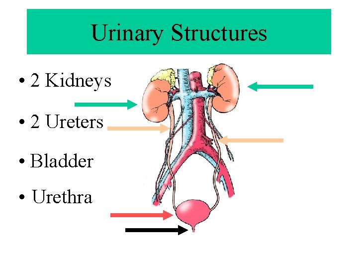 Urinary Structures • 2 Kidneys • 2 Ureters • Bladder • Urethra 