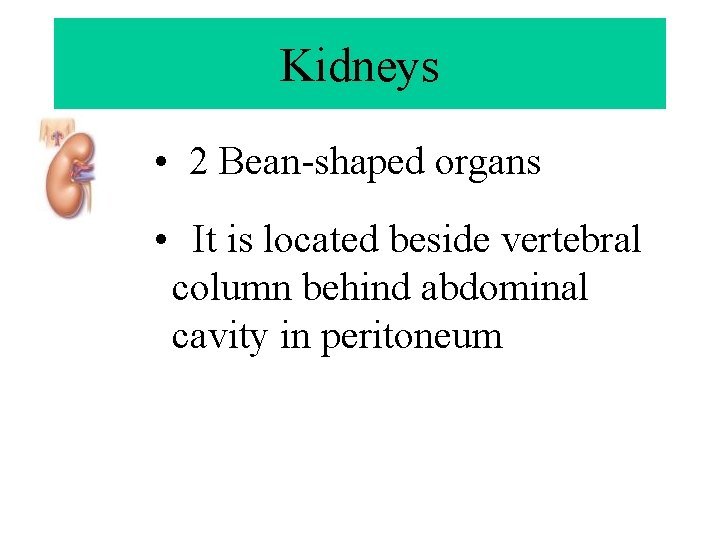 Kidneys • 2 Bean-shaped organs • It is located beside vertebral column behind abdominal