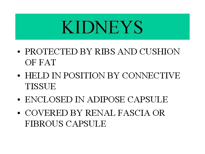 KIDNEYS • PROTECTED BY RIBS AND CUSHION OF FAT • HELD IN POSITION BY
