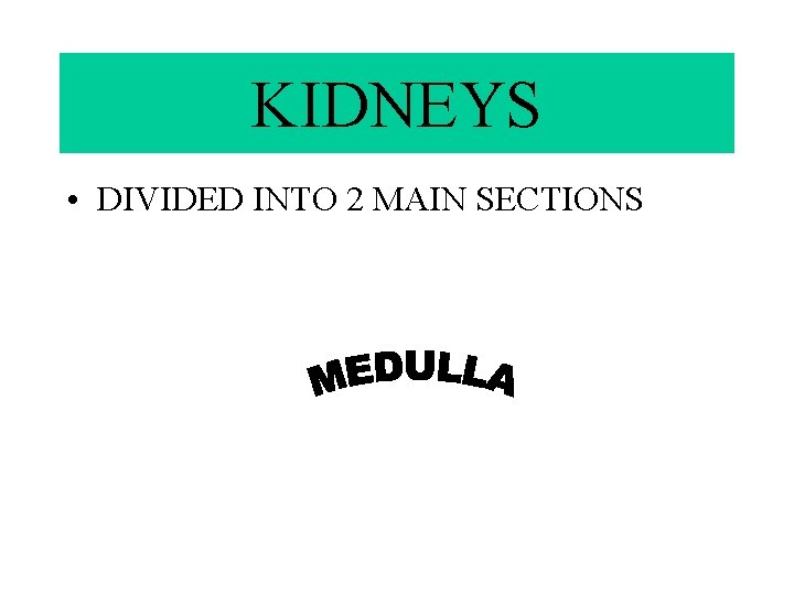 KIDNEYS • DIVIDED INTO 2 MAIN SECTIONS 