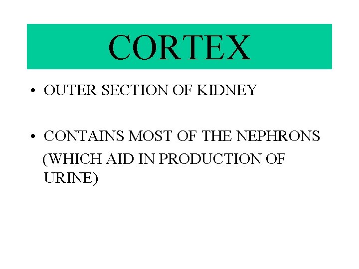 CORTEX • OUTER SECTION OF KIDNEY • CONTAINS MOST OF THE NEPHRONS (WHICH AID
