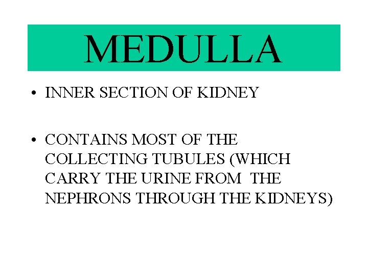 MEDULLA • INNER SECTION OF KIDNEY • CONTAINS MOST OF THE COLLECTING TUBULES (WHICH