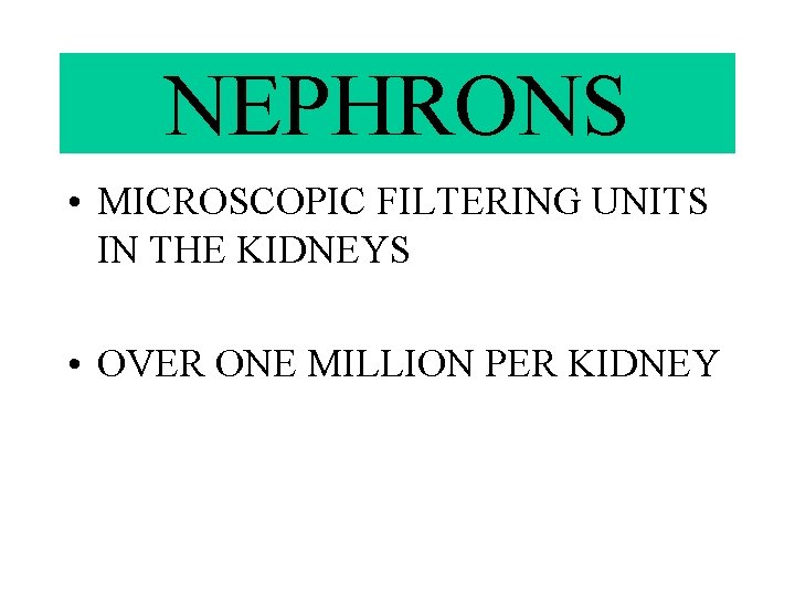 Urinary Systems Urinary Systems Also known as Excretory