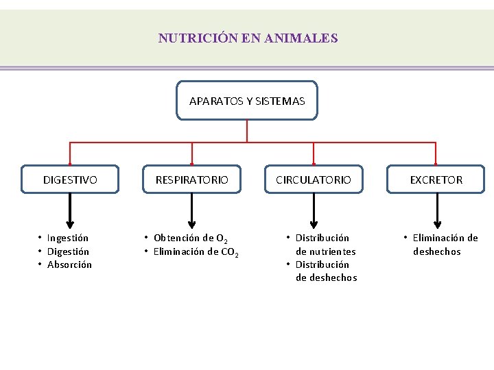 NUTRICIÓN EN ANIMALES APARATOS Y SISTEMAS DIGESTIVO • Ingestión • Digestión • Absorción RESPIRATORIO