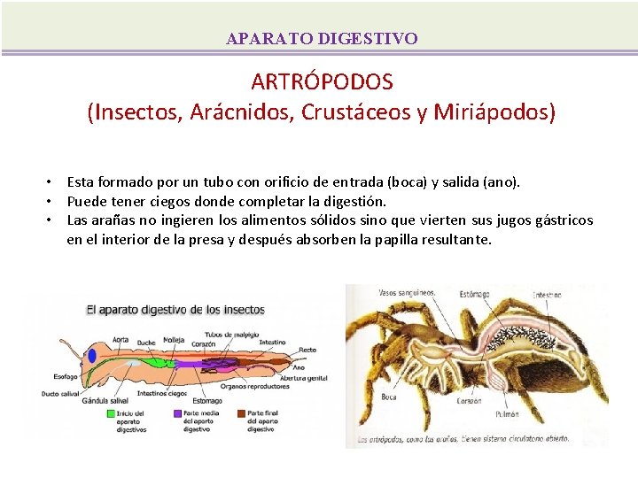 APARATO DIGESTIVO ARTRÓPODOS (Insectos, Arácnidos, Crustáceos y Miriápodos) • Esta formado por un tubo