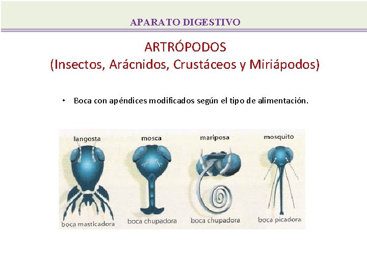 APARATO DIGESTIVO ARTRÓPODOS (Insectos, Arácnidos, Crustáceos y Miriápodos) • Boca con apéndices modificados según