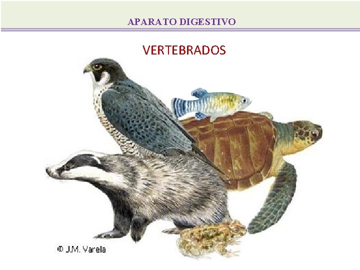 APARATO DIGESTIVO VERTEBRADOS 