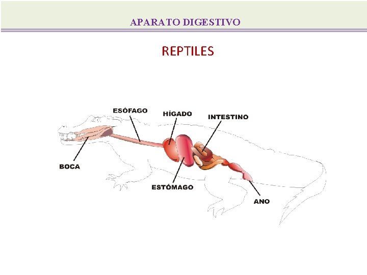 APARATO DIGESTIVO REPTILES 