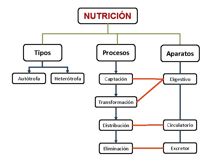 NUTRICIÓN Tipos Autótrofa Heterótrofa Procesos Aparatos Captación Digestivo Transformación Distribución Circulatorio Eliminación Excretor 