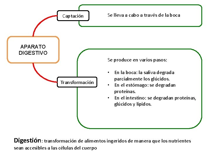 Captación Se lleva a cabo a través de la boca APARATO DIGESTIVO Se produce