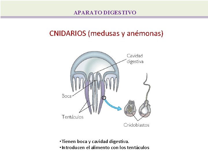 APARATO DIGESTIVO CNIDARIOS (medusas y anémonas) • Tienen boca y cavidad digestiva. • Introducen