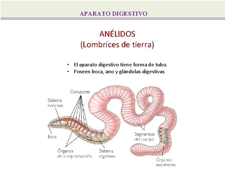APARATO DIGESTIVO ANÉLIDOS (Lombrices de tierra) • El aparato digestivo tiene forma de tubo.